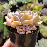 Echeveria 'Cubic Frost' variegated with pup (1 available only)