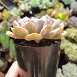Echeveria 'Cubic Frost' variegated with pup (1 available only)