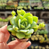 Graptopetalum 'Jadeita' (50mm pot)