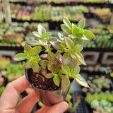 Crassula volkensii (50mm pot)