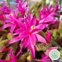 Aporocactus flagelliformis 'Rat Tail Cactus' flower