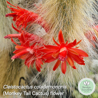 Cleistocactus colademononis (Monkey Tail Cactus) (50mm pot)