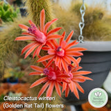 Cleistocactus winteri (Golden Rat Tail) (50mm pot)