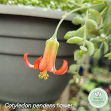 Cotyledon pendens (50mm pot)
