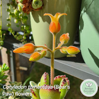 Cotyledon tomentosa (Bear's Paw) (50mm pot)
