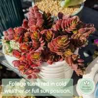 Crassula ‘David’ (50mm pot)