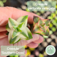 Crassula perforata variegata 'Southern Cross'