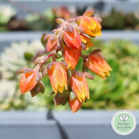 Echeveria 'Emerald Ripple' (50mm pot)