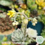 Echeveria 'Tinkerbell' flower