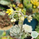 Echeveria 'Tinkerbell' variegated flower