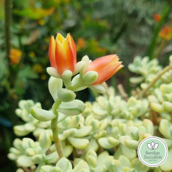 Echeveria macdougallii sedoides variegata aka Sedum 'Jelly Bean Mickey' (limit x1 per order)