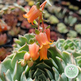 Echeveria halbingeri flower