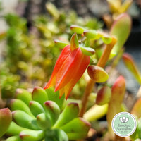 Echeveria macdougallii flower