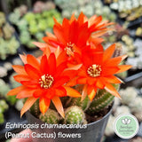 Cacti Pack (50mm pots) x4
