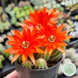 Echinopsis chamaecereus 'Peanut Cactus' flower