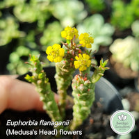Euphorbia flanaganii (Medusa's Head) (50mm pot)