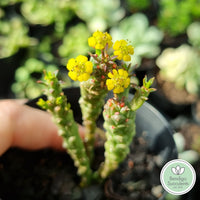 Euphorbia flanaganii 'Medusa's Head'