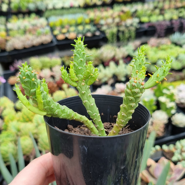 Euphorbia flanaganii 'Medusa's Head'