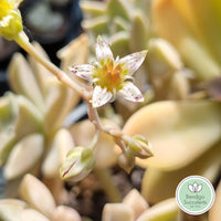 Graptopetalum paraguayense ‘Ghost’ flower