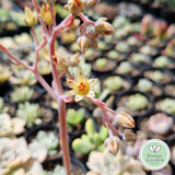 Graptoveria 'Fred Ives' monstrose form flower