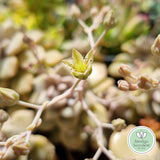 Graptoveria 'Mauve Accord' flowers