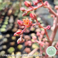 Graptoveria bainesii variegated (limit x1 per order)