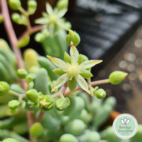 Sedum allantoides