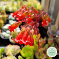 Kalanchoe manginii ‘Chandelier Plant’ flower