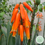 Kumara plicatilis 'Fan Aloe' (limit x6 per order)