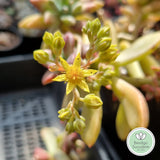 Pachyphytum ‘Frostbite’ flower