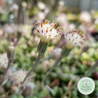 Senecio ‘Angel's Tears’ flower