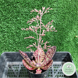 Kalanchoe humilis (limit x1 per order)
