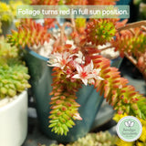 Sedum 'Spiral Staircase' (50mm pot)