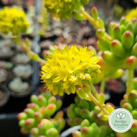 Sedum 'Jaspa' (50mm pot)