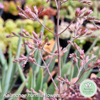 Kalanchoe humilis flowers