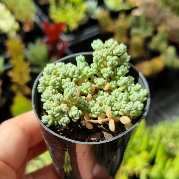 Sedum dasyphyllum minor (50mm pot)