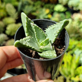 Faucaria tuberculosa (50mm pot)