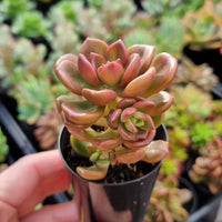 Graptosedum 'Nova' (50mm pot)