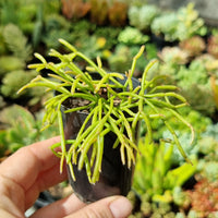 Rhipsalis teres f. capilliformis (50mm pot)