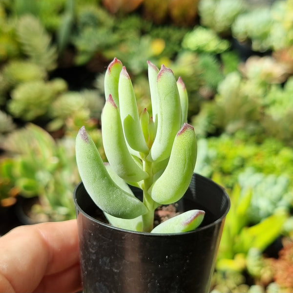 Cotyledon orbiculata var. Oophylla minima (50mm pot)