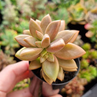 Graptosedum ‘Bronze Delight’ (50mm pot)