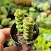 Crassula 'Jade Necklace' (50mm pot)