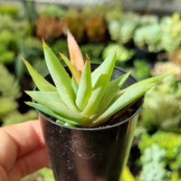 Aloe 'Walmsley's Blue' (50mm pot)