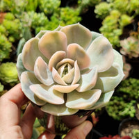 Echeveria 'Blue Surprise' aka 'Andrew's Choice' variegated (limit x1 per order)