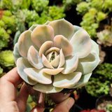 Echeveria 'Blue Surprise' aka 'Andrew's Choice' variegated (limit x1 per order)