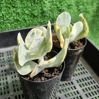 Cotyledon undulata variegata