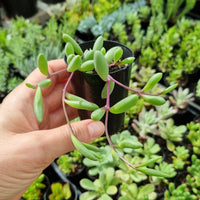 Othonna capensis ‘Ruby Necklace’ (50mm pot)