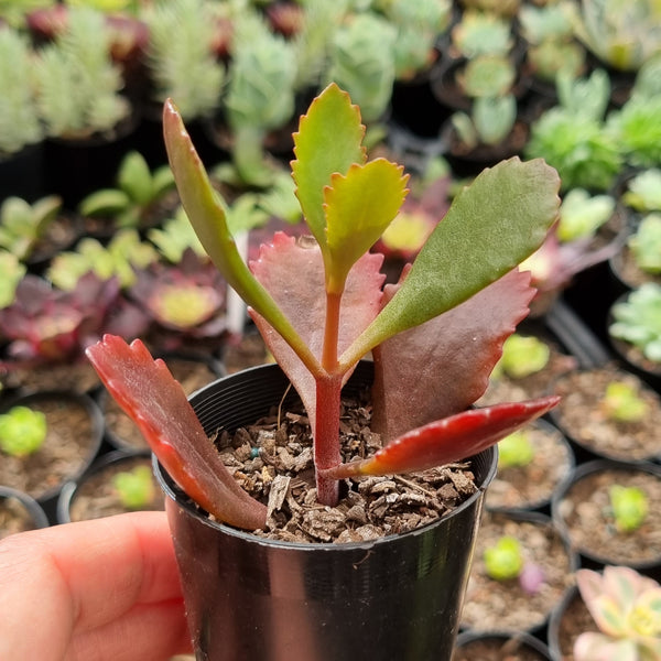 Kalanchoe sexangularis (50mm pot)