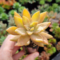 Graptosedum ‘Pat's Pink’ (50mm pot)