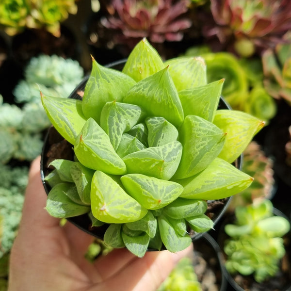 Haworthia cuspidata